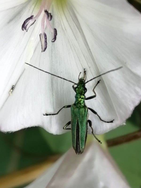 Oedemera nobilis_femmina leggera.jpg