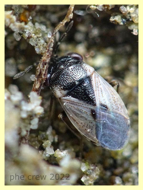 Geocoris pallidipennis - Nettuno 31.5.2022 - (3).JPG