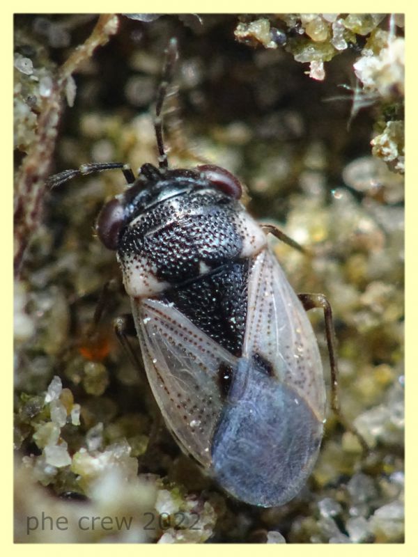 Geocoris pallidipennis - Nettuno 31.5.2022 - (2).JPG