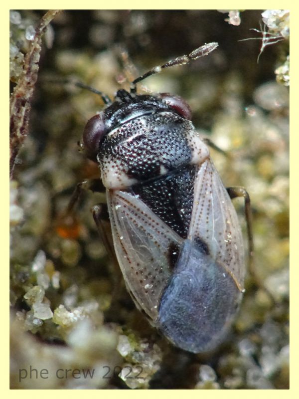 Geocoris pallidipennis - Nettuno 31.5.2022 - (1).JPG