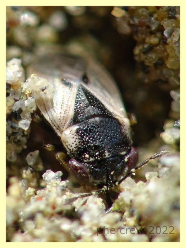 Geocoris pallidipennis - Nettuno 31.5.2022 - (4).JPG