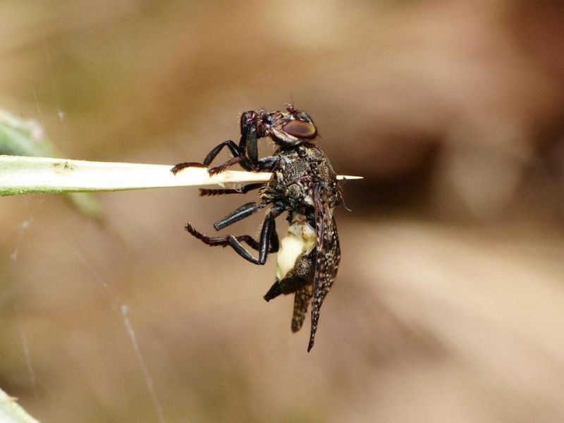 platystoma infilzata e.jpg