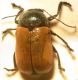cryptocephalus_5_5_cefalu-27-5-22.jpg