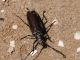 aegosoma scabricorne leggero.jpg