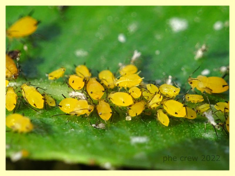 Aphis nerii su Nerium oleander - Nettuno 31.5.2022 - (3).JPG