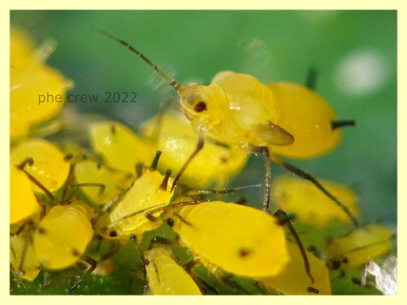 Aphis nerii su Nerium oleander - Nettuno 31.5.2022 - (4).JPG