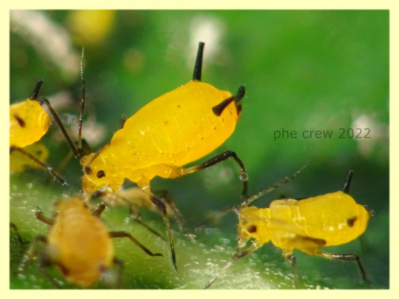 Aphis nerii su Nerium oleander - Nettuno 31.5.2022 - (6).JPG