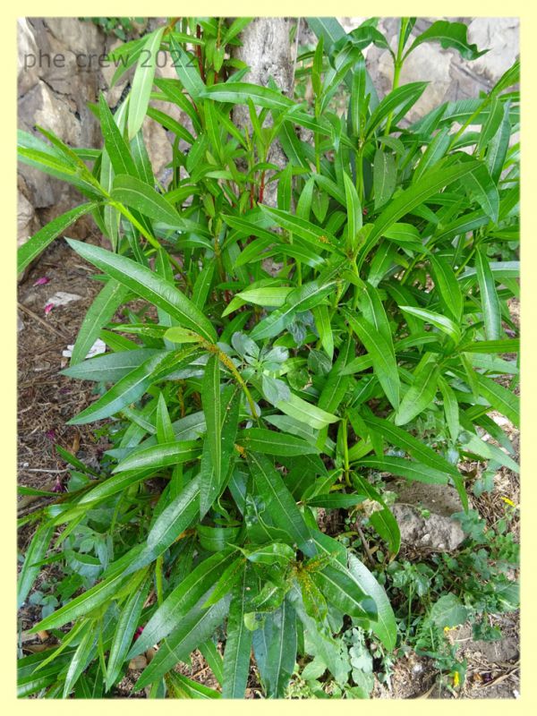 Aphis nerii su Nerium oleander - Nettuno 31.5.2022 - (1).JPG