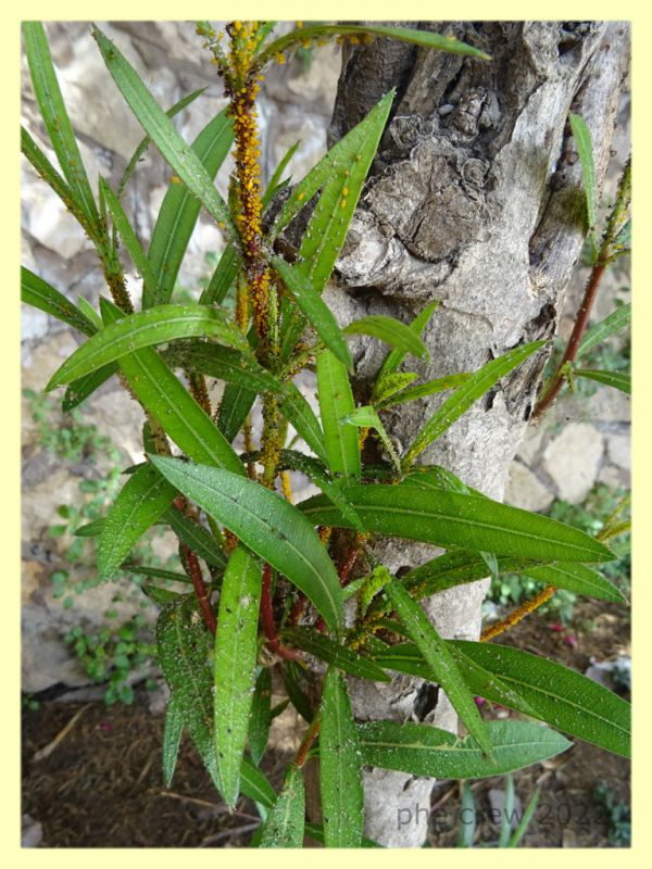 Aphis nerii su Nerium oleander - Nettuno 31.5.2022 - (2).JPG