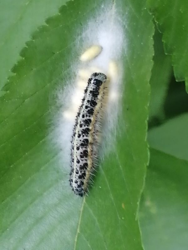 larva.jpg