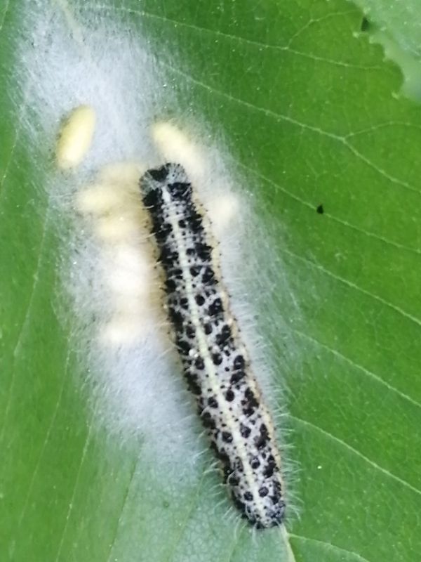 larva 2.jpg
