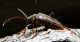 P1010275 - Copia.JPG