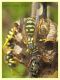 Polistes sp. - Anzio - 31.5.2022 - (3).JPG