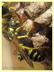 Polistes sp. - Anzio - 31.5.2022 - (2).JPG