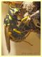 Polistes sp. - Anzio - 31.5.2022 - (9).JPG