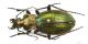 Carabus_obsoletusIMG_0299_C00093.JPG