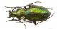 Carabus_obsoletusIMG_0300_C00094.JPG