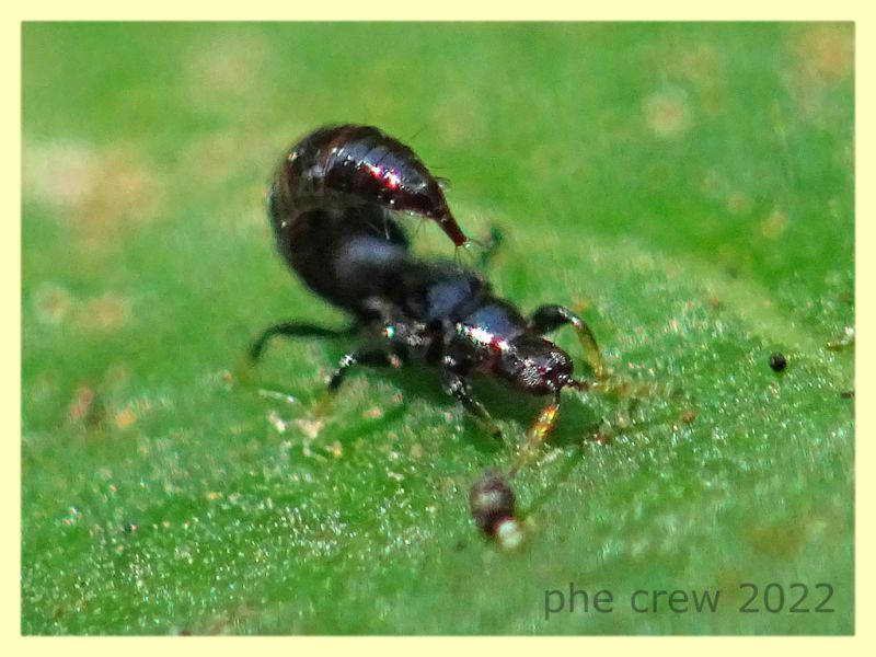 Liothrips sp. in atteggiamento di difesa su Corbezzolo - Anzio 13.6.2022 - (7).JPG