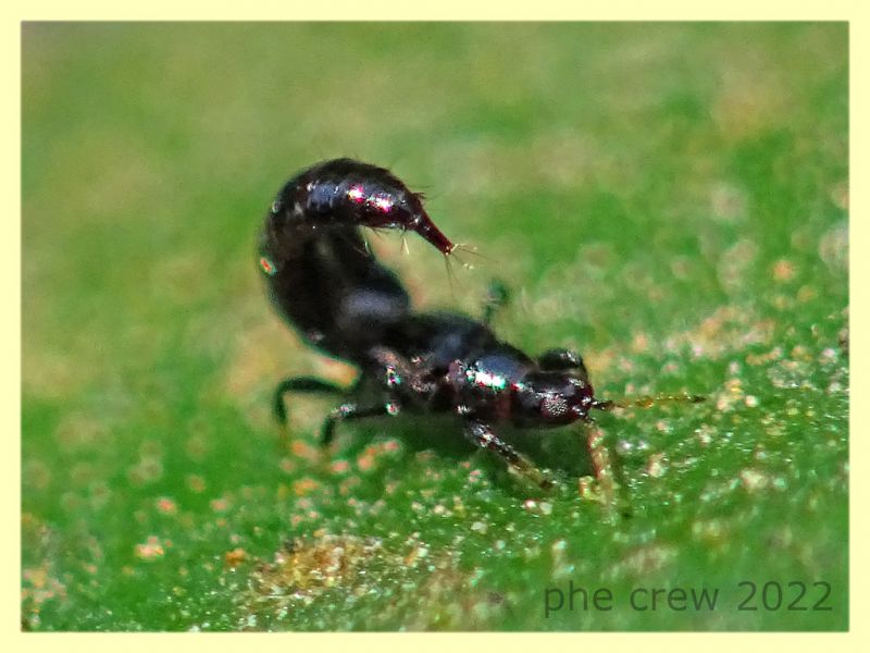 Liothrips sp. in atteggiamento di difesa su Corbezzolo - Anzio 13.6.2022 - (6).JPG