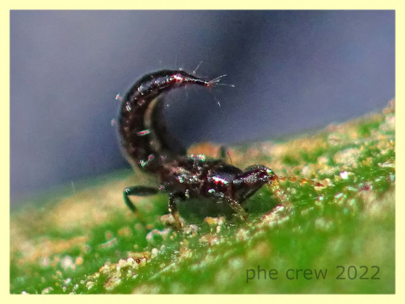 Liothrips sp. in atteggiamento di difesa su Corbezzolo - Anzio 13.6.2022 - (3).JPG