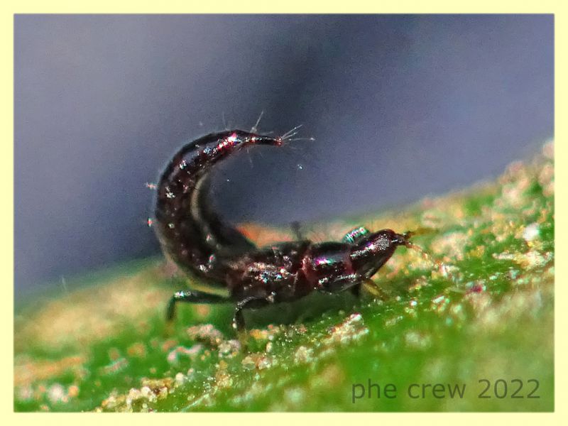 Liothrips sp. in atteggiamento di difesa su Corbezzolo - Anzio 13.6.2022 - (4).JPG