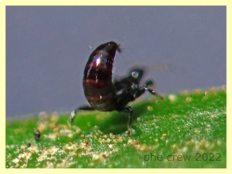 Liothrips sp. in atteggiamento di difesa su Corbezzolo - Anzio 13.6.2022 - (8).JPG