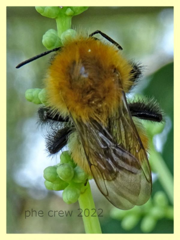 Bombus pascuorum - Anzio 13.6.2022 - (1).JPG