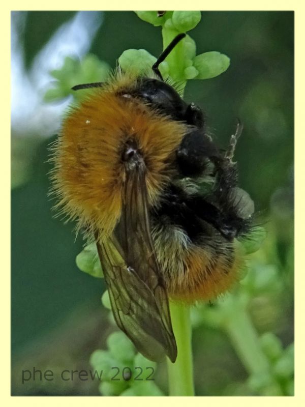 Bombus pascuorum - Anzio 13.6.2022 - (3).JPG