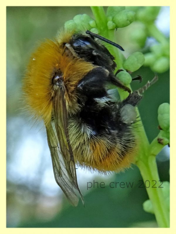 Bombus pascuorum - Anzio 13.6.2022 - (2).JPG