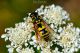 DSC_9368-2.jpg