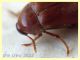Orchesia micans 5 mm. - 18.6.2022 - (47).JPG