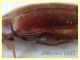 Orchesia micans 5 mm. - 18.6.2022 - (54).JPG