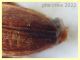Orchesia micans 5 mm. - 18.6.2022 - (112).JPG