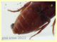 Orchesia micans 5 mm. - 18.6.2022 - (74).JPG