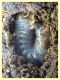 larva Coleottero - Anzio 20.6.2022 - (2).JPG