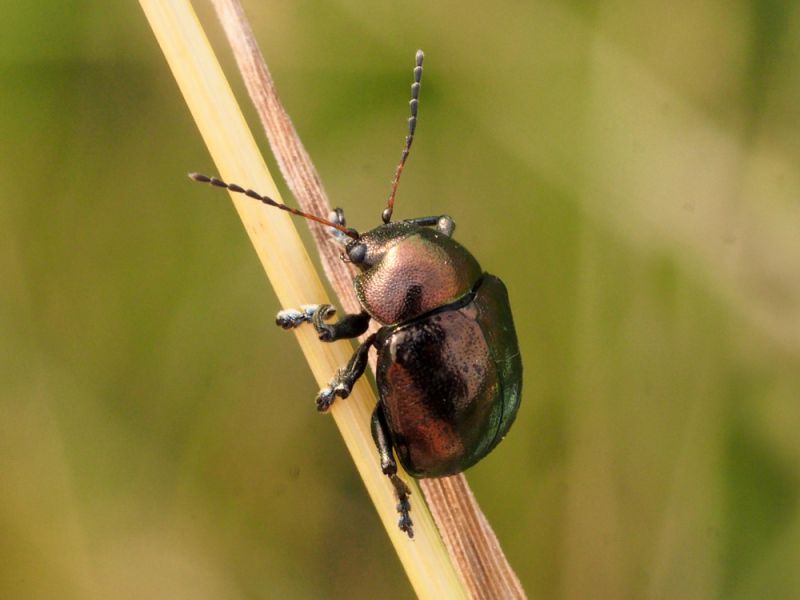 Chrysomelidae_Colasposoma_dauricum (3).jpg