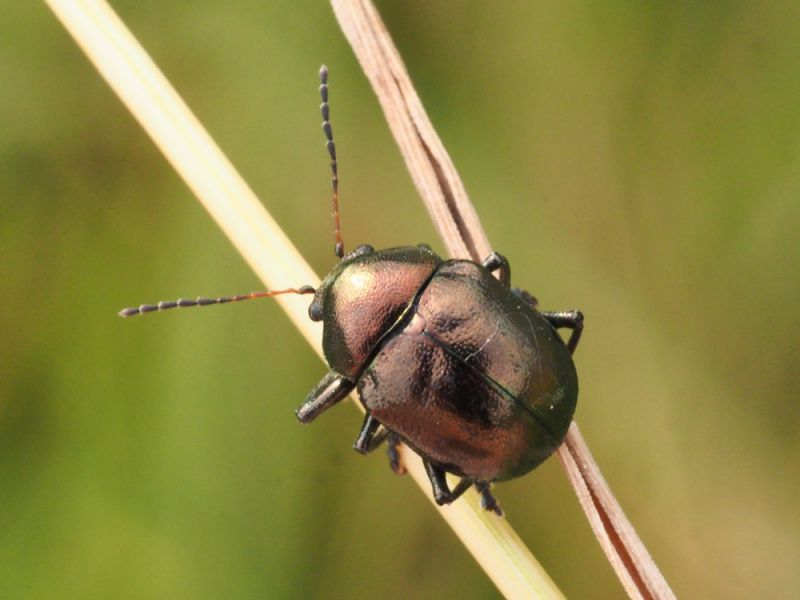 Chrysomelidae_Colasposoma_dauricum (4).jpg