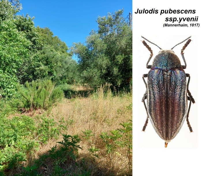 Julodis pubescens yvenii (Mannerhaim, 1817).jpg