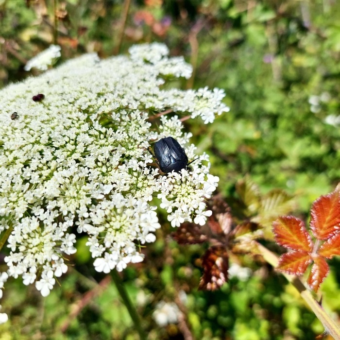 Julodis pubescens yvenii (Mannerhaim, 1817).jpg