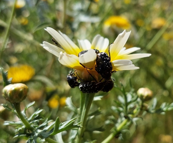 Julodis pubescens yvenii (Mannerhaim, 1817).jpg