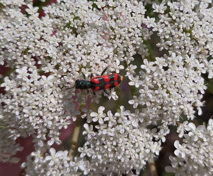 Julodis pubescens yvenii (Mannerhaim, 1817).jpg