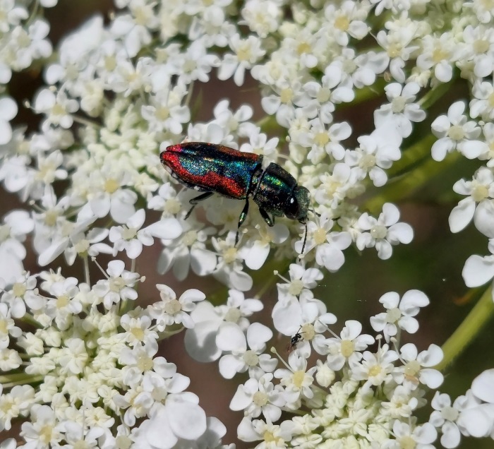 Julodis pubescens yvenii (Mannerhaim, 1817).jpg