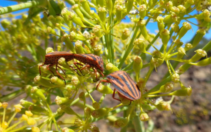 Graphosoma interruptum FEI.jpg