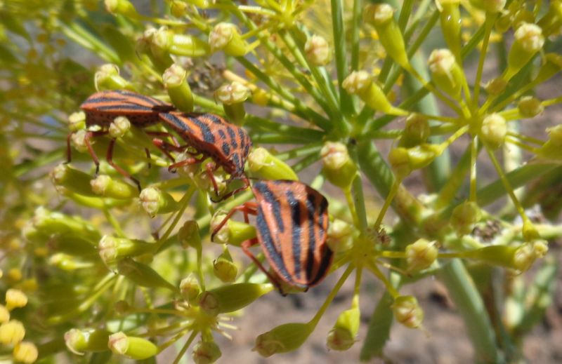 Graphosoma interruptum FNM.jpg