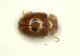 a Coccinella.JPG