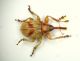 a Curculio1 100.JPG
