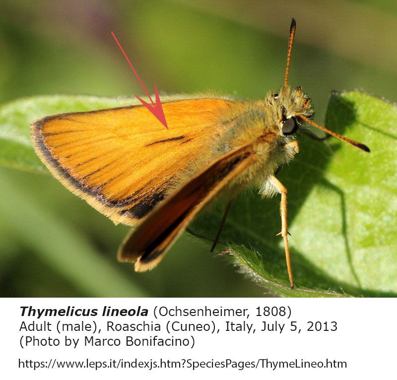 Thymelicus_lineola.jpg