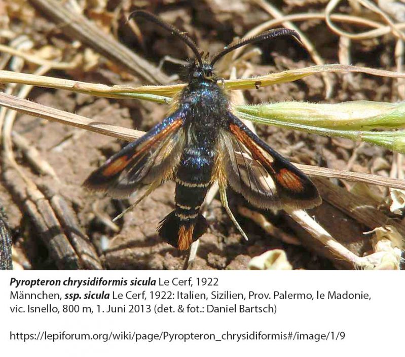 Pyropteron_chrysidiformis_sicula.jpg