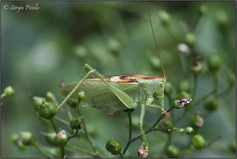 Orthoptera-sp-JGf.jpg