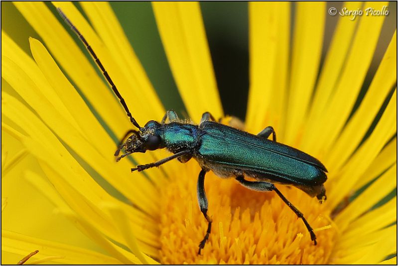 Cerambicidae-sp.jpg